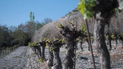 The old vineyard in the rising sun. Video stock 273258833