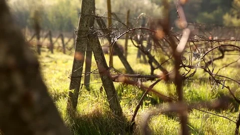 Old vineyard in spring Stock Footage 76112364