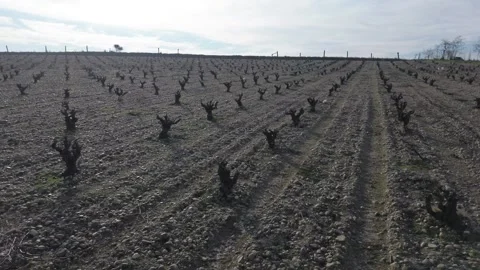 Old vineyard in winter with ancient vines on rocky soil, wine landscape Vidéo 330731223