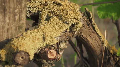 Old vineyard with young shoots slow motion Stock Footage 90170228