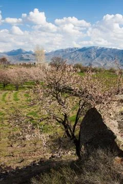 Old vineyards Stock Photos