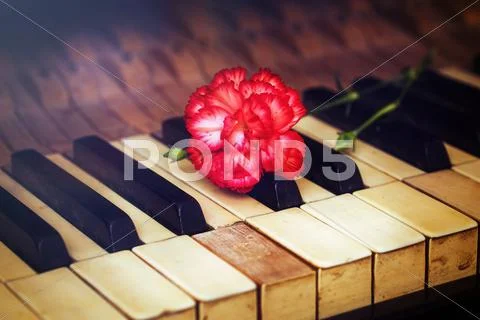 Old vintage gand piano keys with a red carnation flower, vintage Stock Photos