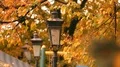 Old vintage lantern at yellow autumn park with wind-blown leaves, nature in park HD Footage