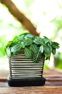 Old vintage pot on old rustic wood table Stock Photos