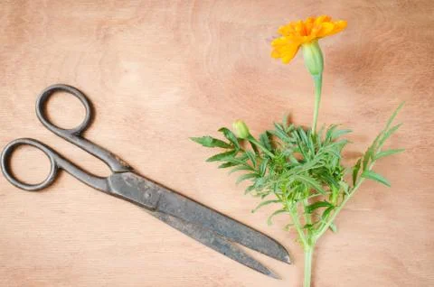 Old vintage scissors, marigold flower and a burlap on wooden background. Stock Photos