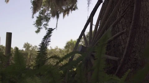 Old Wagon Wheel Video stock 77451815