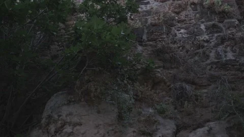 Old wall and pine 스톡 동영상 131110075