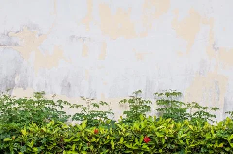 Old wall and tree background Stock Photos