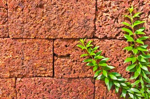 Old wall and tree background Stock Photos