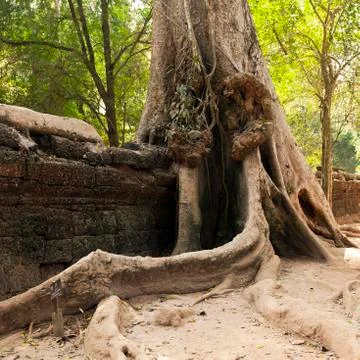 Old wall and tree. ta prohm temple, cambodia Stock Photos