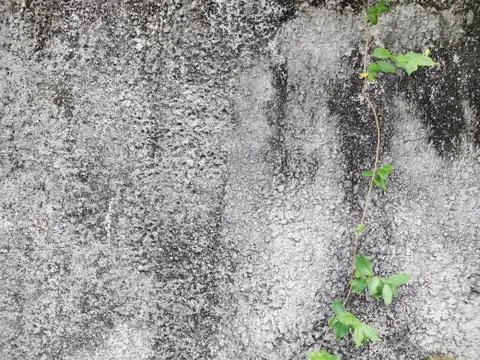 Old wall background close up. concrete wall texture . Textured stone sandstone Stock Photos