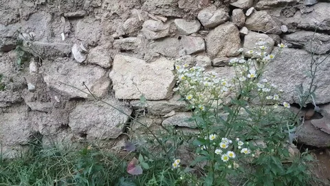 Old wall built from mixed reclaimed materials, with flowers moving in the wind Stock Footage 97207079