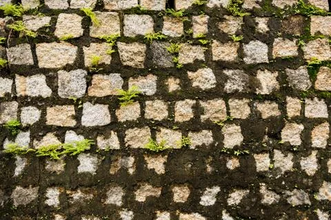 Old wall covered with moss background texture pattern 写真素材