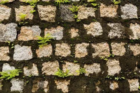 Old wall covered with moss background texture pattern Fotos de archivo