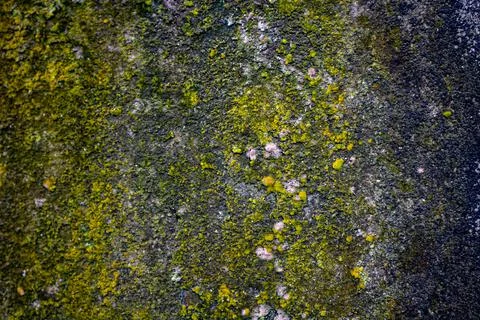 The old wall is covered with moss. HD Background Picture. Stockfoto's