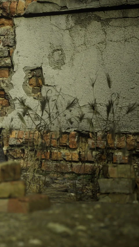 Old wall with cracks and weeds at night in an abandoned area Stock Footage 336009595