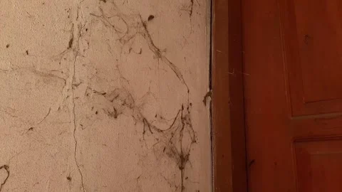 An old wall filled with cobwebs Stock Footage 296849210