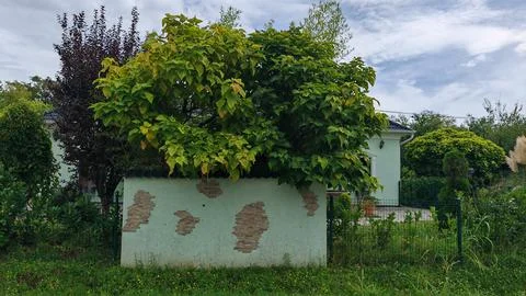 Old wall with green tree and house Foto stock