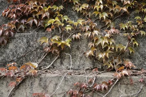 Old wall with ivy Stock Photos
