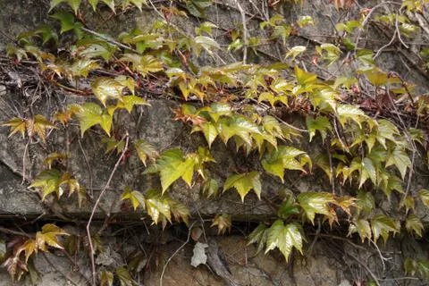 Old wall with ivy Stock Photos