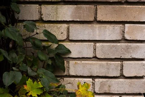 Old wall made of bricks with plant creeper in the city Stock Photos