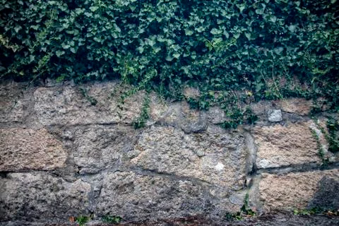 Old wall with moss Stock Photos