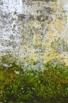 Old wall with moss Stock Photos