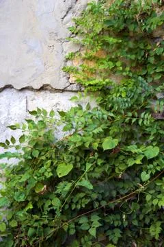 Old wall Stock Photos