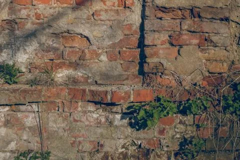 Old wall red brick overgrown with grass Stock Photos