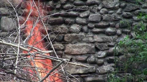 An old wall of stone, found in woods and beside him a consuming fire  Stock Footage 59939152