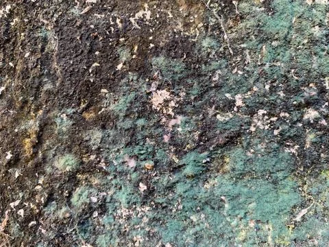 Old wall texture full of moss and mold Photos