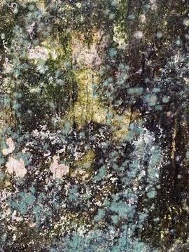 Old wall texture full of moss and mold Foto stock