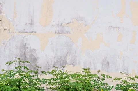 Old wall with tree Stock Photos