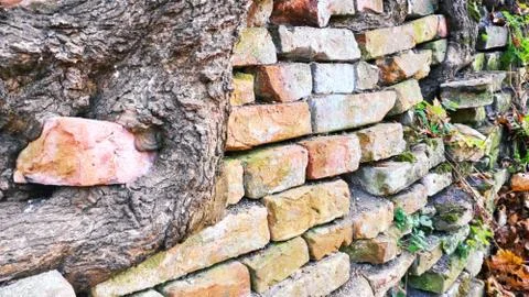 Old wall with tree roots 库存照片