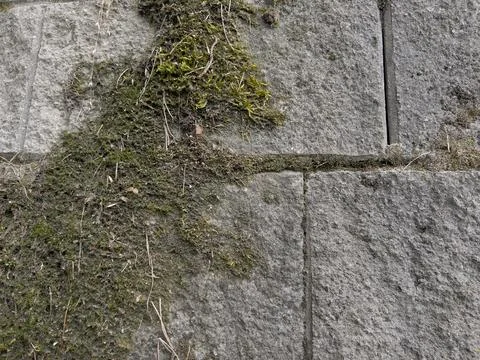 An old wall on which moss grows, an ancient building that no one cares for or Stock Photos