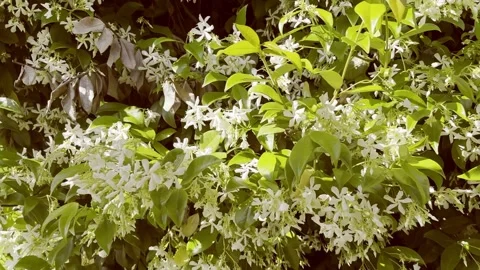 Old Wall with Window and Roses Flower in a Sunny Summer Day Stock-Footage 243664127