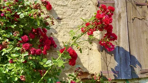 Old Wall with Window and Roses Flower in a Sunny Summer Day Stockbeeldmateriaal 244635014