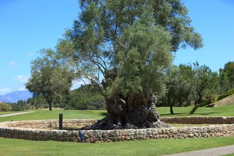 Old walled tree on a golf course or park Stock Photos