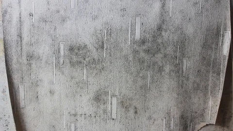 Old wallpaper in a damp room being stripped from the wall Stock Footage 109304875