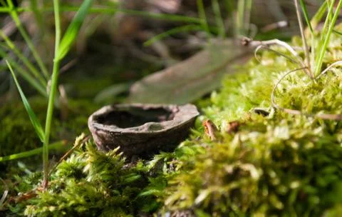 Old walnut on moss close smoothly in focus Stock Photos