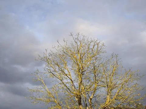 An old walnut tree is illuminated by the evening sun in winter and glows go.. Stock Photos