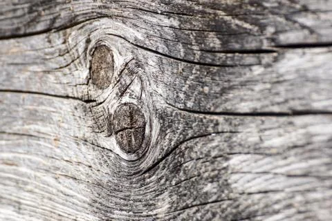Old walnut tree trunk detail texture as natural background. Stock Photos