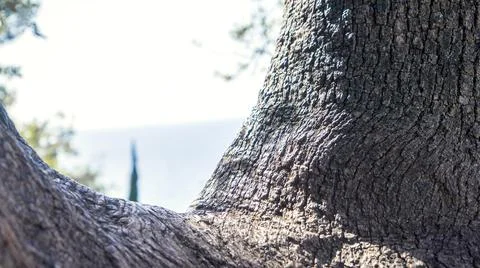 Old walnut tree trunk detail texture as natural background. Stock Photos