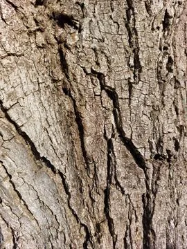Old walnut trunk, gray black brown bark close-up background Stock Photos