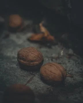 Old walnuts on the concrete floor. Selective focus, film grain. Late evening Stock Photos