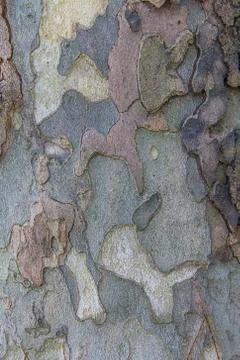 Old warn wood texture Stock Photos
