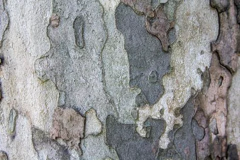 Old warn wood texture Stock Photos