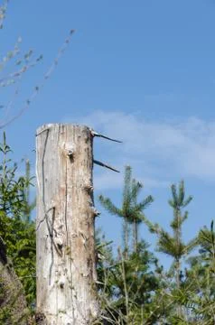 Old weathered barkless tree stump against a blue sky Stock Photos