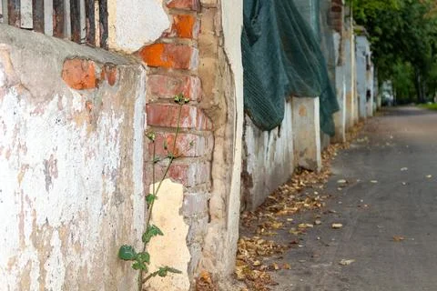 Old weathered brick wall with peeling plaster and small green plant growing Foto stock