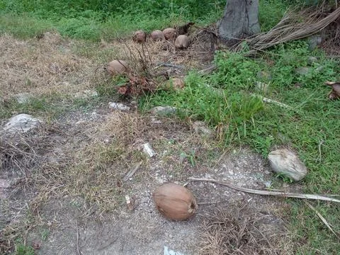 Old weathered brown coconuts under the tree on the ground Stock Photos
